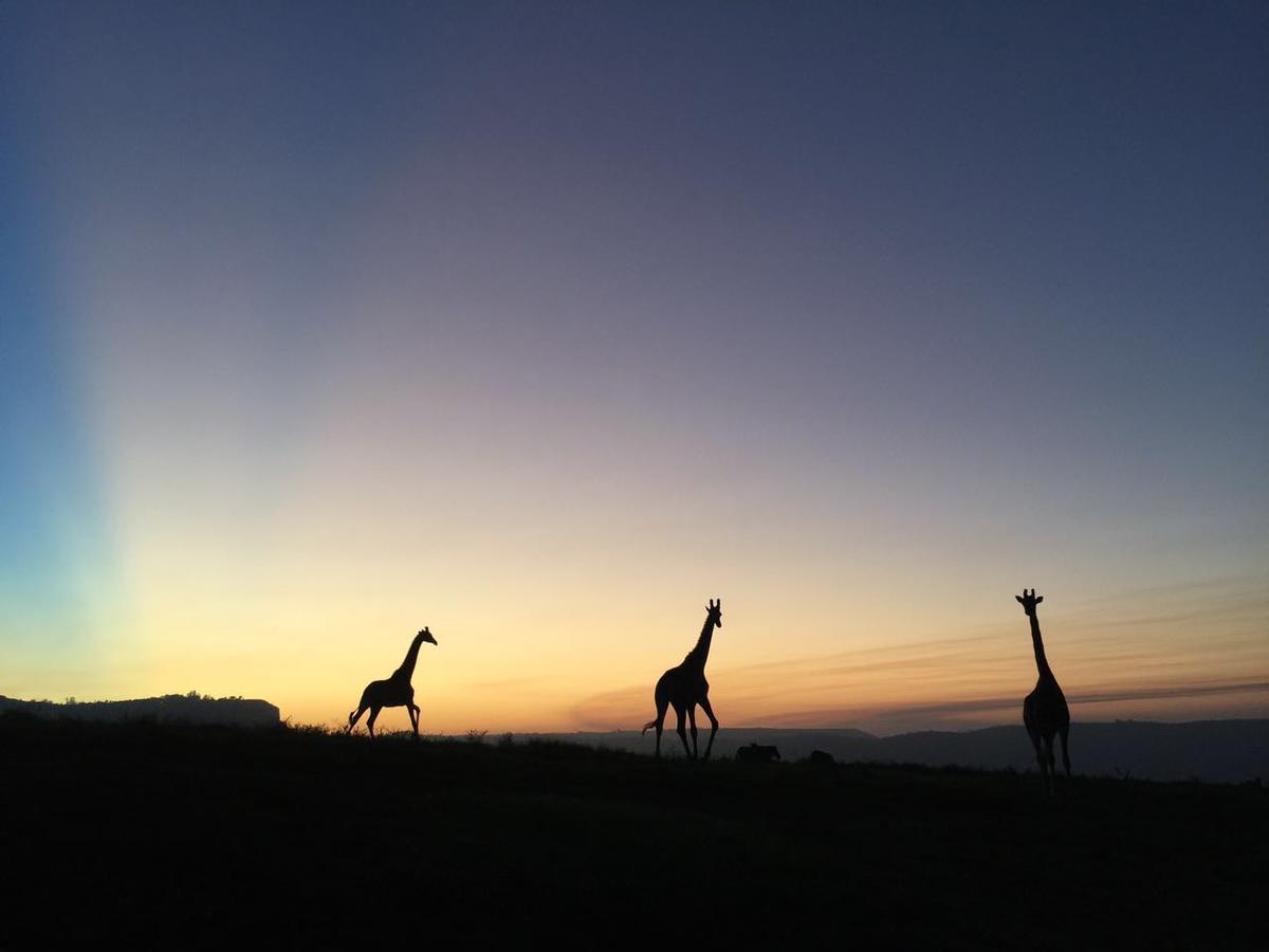 Botha's HillPhezulu Safari Park别墅 外观 照片