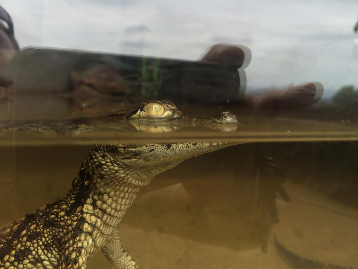 Botha's HillPhezulu Safari Park别墅 外观 照片